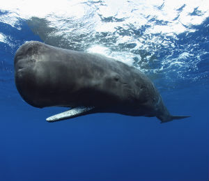 Sperm Whales in the Bahamas