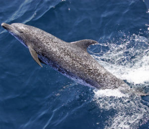 Atlantic Spotted Dolphin in the Bahamas