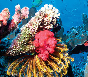 Underwater Exploration Made Fun and Easy
