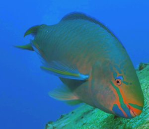 Bahamas Reef Fish Species