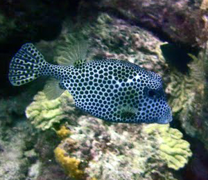 Spotted Trunk Fish