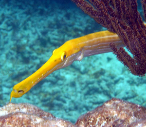 The Trumpetfish