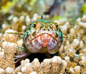 The Sand Diver