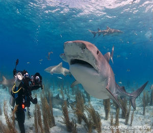Bahamas Underwater Photo Week